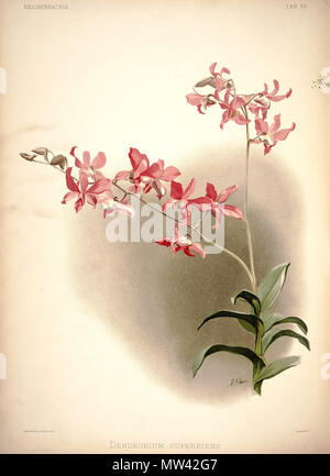 . Dendrobium × superbiens. zwischen 1888 und 1894. H. Sotheran & Co., London (Editor) 220 Friedrich Sander - Reichenbachia ich Platte 39 (1888) - Dendrobium superbiens Stockfoto