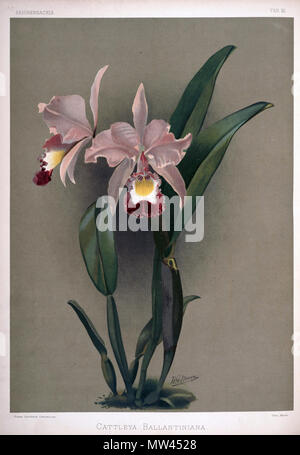 . Cattleya × ballantiniana. zwischen 1888 und 1894. H. Sotheran & Co., London (Editor) 220 Friedrich Sander - Reichenbachia II Platte 91 (1890) - Cattleya ballantiniana Stockfoto