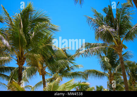 Blätter der Palmen im Wind flattern gegen den blauen Himmel. Ansicht von unten. Sonnigen Tag. Riviera Maya Mexiko Stockfoto