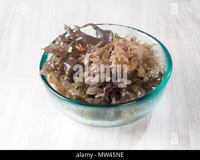 Irisches Moos-Carrageen Moss - Musgo de Irlanda. Binomial Name: Chondrus crispus. Es ist ein Meer von pflanzlichen oder essbare rote Algen. Stockfoto