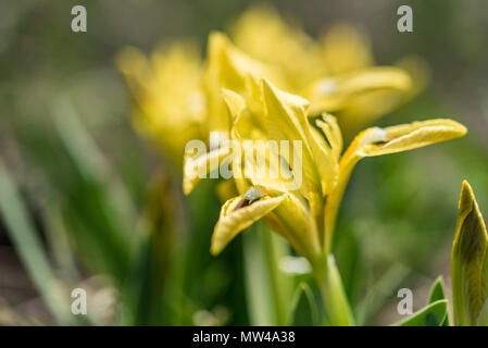 Wilde Gelbe Schwertlilien im Garten Stockfoto