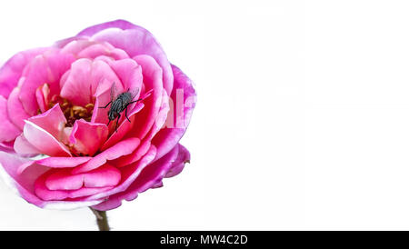 Schwarze Fliege. Insekt landete auf einer rosa Rose in voller Blüte. Close-up. Auf weissem Hintergrund. Stockfoto