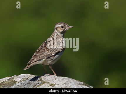 Waldlerche Holzlerche (Lullula arborea) auf Stein sitzend, grüner sauberer Hintergrund Stockfoto