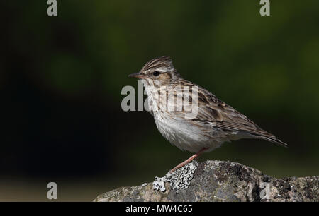 Waldlerche Holzlerche (Lullula arborea) auf Stein sitzend, grüner sauberer Hintergrund Stockfoto