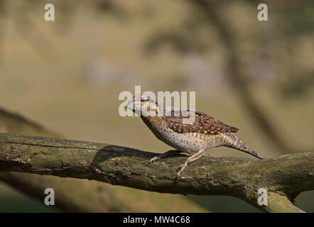 Eurasischer Wryneck, Jynx torquilla, sitzend auf Ast Stockfoto