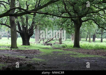 Richmond Park 2018 Stockfoto