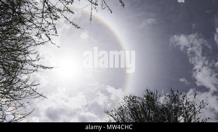 Sun Halo und die Zweige mit klaren Himmel Stockfoto