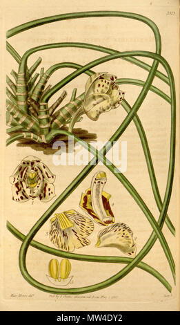 . Abbildung: Scuticaria steelei (syn. Maxillaria steelii) Hinweis: Die Anlage ist auf den Kopf gezogen, natürlich der Künstler noch nicht, es ist eine hängende Anlage. (Siehe Fotos und Illustration von Edwards's Botanical Register). 1837. Miss Morse (Illustrator) und Swan (Stecher) 548 Scuticaria steelei (=Maxillaria steelii) - Curtis v. 64 (NS 11) (1837) pl. 3573 Stockfoto