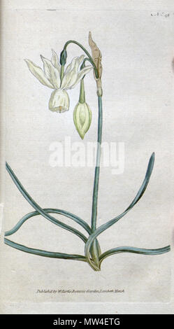 . Englisch: Bot. Mag. 2: t. 48. 1788. 16 Oktober 2012, 22:54:40. Curtis's 438 Narcissus triandrus Curtis Stockfoto