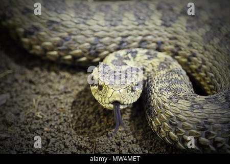 Nahaufnahme der weiblichen meadow Viper zum Angriff bereit (Vipera ursinii rakosiensis, einer seltenen Schlange verzeichnet, wie auf der Roten Liste der IUCN vom Aussterben bedroht). Stockfoto