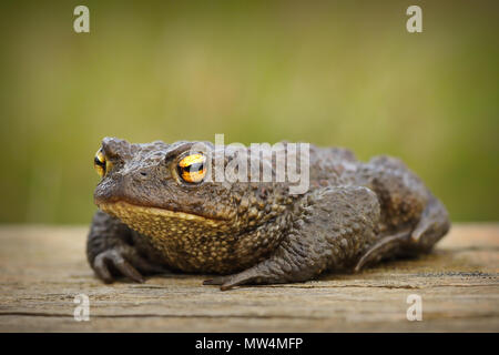 Europäische braun Kröte auf Holzbrett (Bufo) Stockfoto