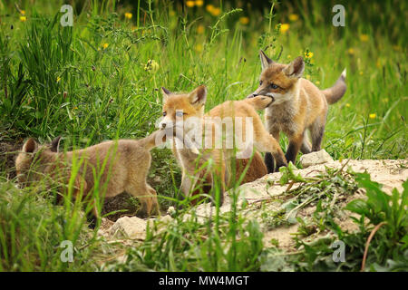 Verspielte Red Fox Cubs (Vulpes); junge Tiere in der Nähe der Höhle, während des Spielens Vixen ist heraus zu jagen. Stockfoto