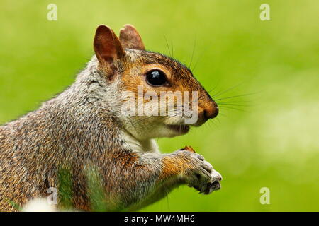 Portrait von grauen Eichhörnchen auf Grün aus Fokus Hintergrund (Sciurus carolinensis) Stockfoto