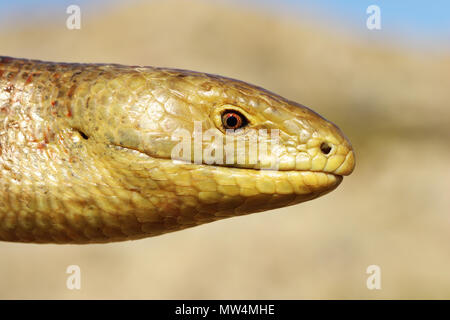 Portrait von sheltopusik, in der Nähe der wilden Tier (Pseudopus apodus) Stockfoto