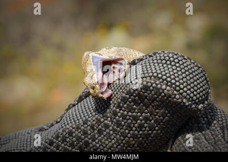 Vipera lebetina scweizeri beißen Schutzhandschuh (seltensten europäischen Schlange, die gefährlichen Milos Viper) Stockfoto