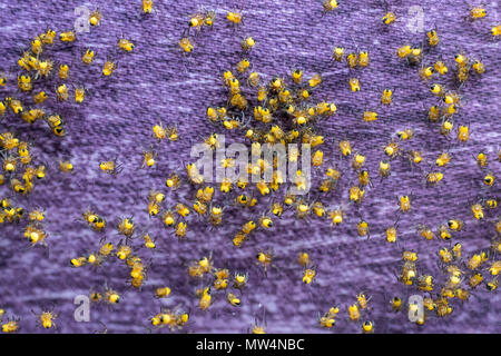 Kolonie der neugeborenen Spinnen. Ein Bündel von Araneus diadematus Spiderlings. Stockfoto