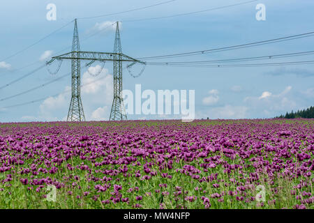 Lila Mohn Blüten in einem Feld (Papaver somniferum) und hohe Spannung Pole. Stockfoto
