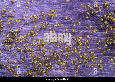 Kolonie der neugeborenen Spinnen. Ein Bündel von Araneus diadematus Spiderlings. Stockfoto