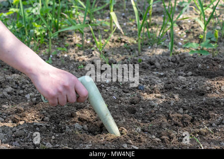 Hand arbeitet der Boden mit Garten Werkzeug. Kleine Gartenarbeit Werkzeug im Gemüsegarten. Frühling im Garten arbeiten. Stockfoto