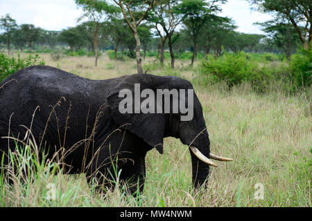 UGANDA Kasese, Queen Elizabeth Nationalpark, Elefanten/Elefant im Queen Elizabeth Nationalpark Stockfoto