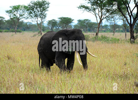 UGANDA Kasese, Queen Elizabeth Nationalpark, Elefanten/Elefant im Queen Elizabeth Nationalpark Stockfoto