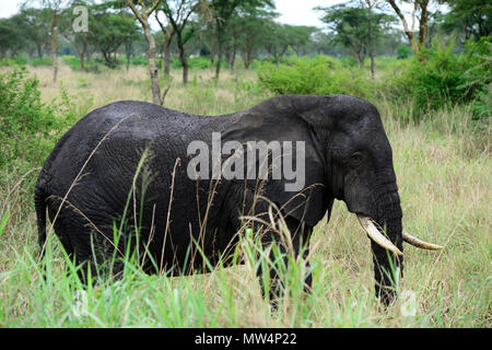 UGANDA Kasese, Queen Elizabeth Nationalpark, Elefanten/Elefant im Queen Elizabeth Nationalpark Stockfoto