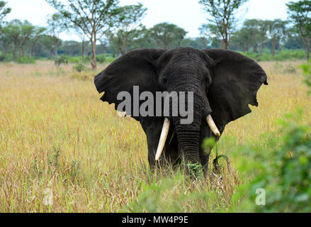 UGANDA Kasese, Queen Elizabeth Nationalpark, Elefanten/Elefant im Queen Elizabeth Nationalpark Stockfoto