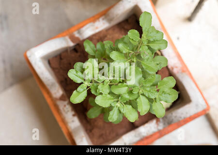 Ocimum tenuiflorum, allgemein bekannt als Heiliges Basilikum, tulsi, tulasi oder ist eine aromatische mehrjährige Pflanze in der Familie Lamiaceae. Sie ist heimisch in den Indischen Stockfoto