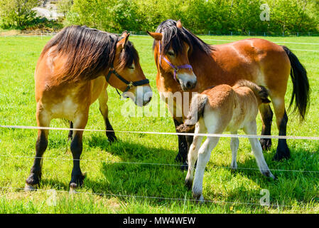 Kleinen männlichen Fohlen und seine Mutter auf einer Wiese an einem sonnigen Tag. Ein drittes Pferd stehen Ihnen aber die Mutter ist ein wenig nervös über die Präsenz. Stockfoto