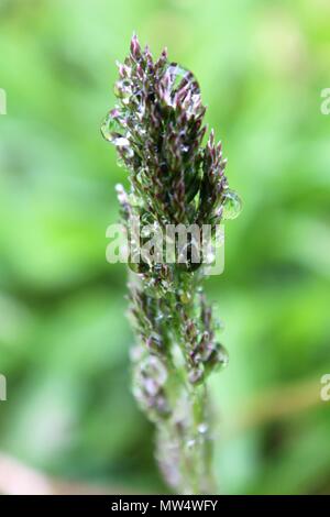 Makro-Rasen Stockfoto