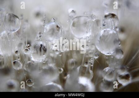 Löwenzahn Stockfoto