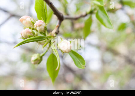 Spring Branch von Apple tree mit rosa Knospen und sanften grünen Blättern. Stockfoto