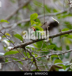 Kubanische heute, ein kleiner Vogel, auf einem Zweig sitzend Stockfoto