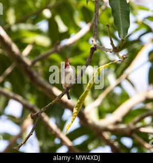 Kubanische heute, ein kleiner Vogel, auf einem Zweig sitzend Stockfoto