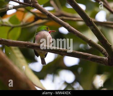 Kubanische heute, ein kleiner Vogel, auf einem Zweig sitzend Stockfoto