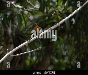 Stripe - vorangegangen Tanager in Kuba Stockfoto