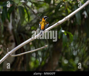 Stripe - vorangegangen Tanager in Kuba Stockfoto