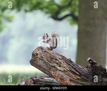 Grauhörnchen Stockfoto