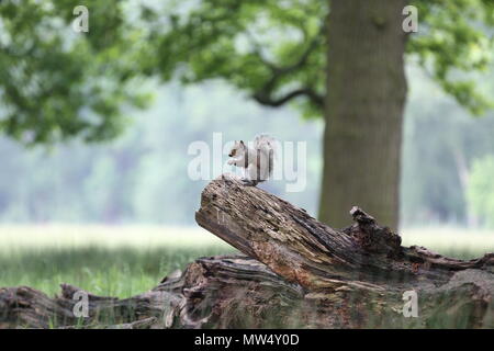 Grauhörnchen Stockfoto