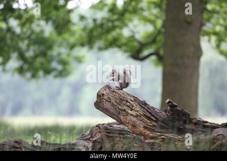 Grauhörnchen Stockfoto