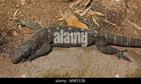 Krokodil Waran (varanus salvadorii) Stockfoto