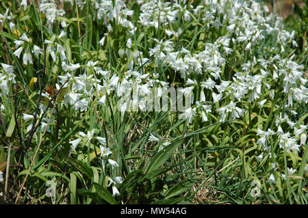 Drei in die Enge getrieben oder Drei in die Enge getrieben, Porree, Knoblauch. Allium Triquetrum. Wachsen in der Sark, Kanalinseln. Stockfoto