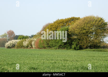 Hecke im April. Schlehe (Prunus spinosa) in voller Blüte. Küstenebene. Stockfoto