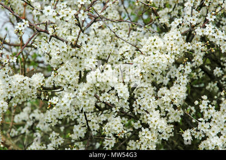 Schlehe blühen. Prunus spinosa. Stockfoto