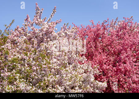 Wunderschön blühende Apfelbäume an einem sonnigen Frühlingstag. Blühende Apfelbäume in das Licht der Sonne. Hintergrund. Textur. Stockfoto