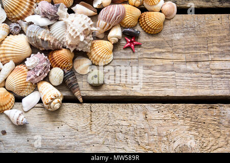 Muscheln auf Holz- Hintergrund. Platz kopieren Stockfoto