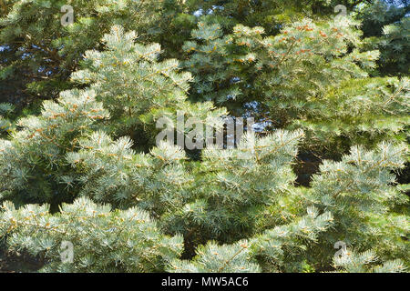 Zweige der Tanne an einem sonnigen Tag. Hintergrund. Textur. Stockfoto