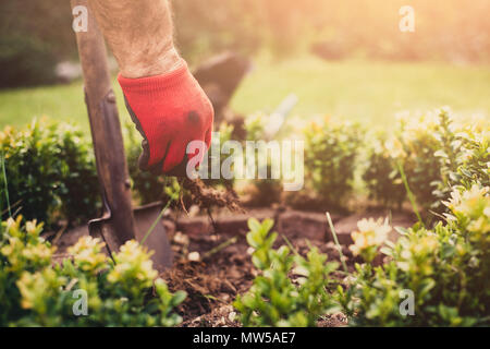 Garten arbeiten. Der Mann gräbt im Garten, die Sämlinge. Ein Gärtner in der Hose und Stiefel gekleidet führt Arbeiten vor dem Hintergrund Stockfoto