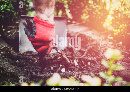 Garten arbeiten. Der Mann gräbt im Garten, die Sämlinge. Ein Gärtner in Hosen und Schuhe angezogen macht die Arbeit. Extrahieren von Unkraut. Stockfoto