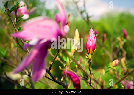 Eine Ansicht von Magnolien Blütenknospen. Rosa und Lila Magnolia Blumen. Garten arbeiten. Stockfoto